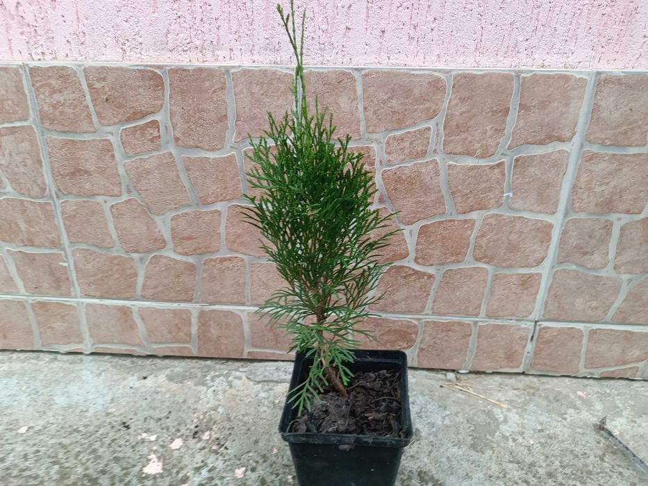 Туя Смарагд (Smaragd) в контейнере 1.5 литра