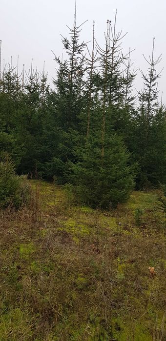 Choinki świerk zwykły , srebrny