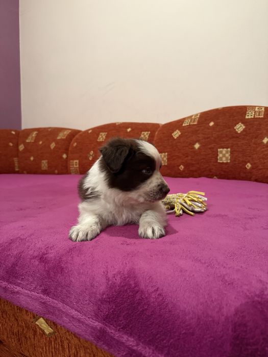 Piesek Border Collie