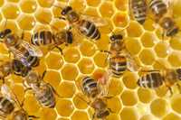 Продам бджолосім'ї з власної пасіки