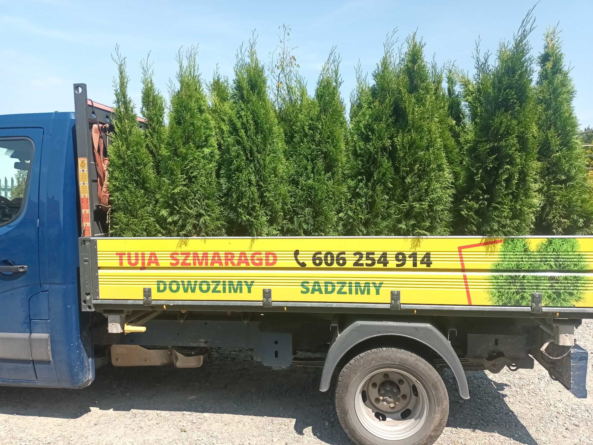 tuja szmaragd thuja smaragd UWAGA 1,5-1,7m-30zł slask dowozimy sadzimy