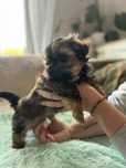 Piesek shih tzu, ciekawe umaszczenie, po małych rodzicach