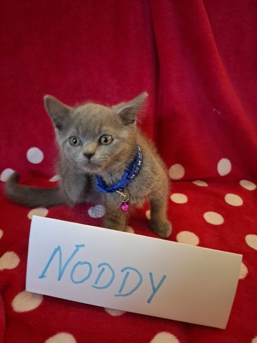 Koty brytyjskie niebieskie 5 pokoleniowy rodowód