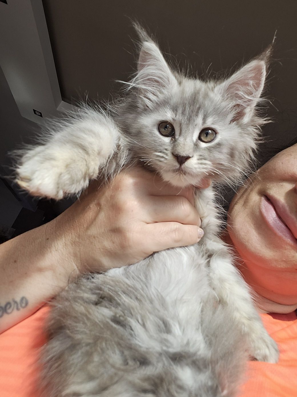 Mainecoon Felis Polonia kotka
