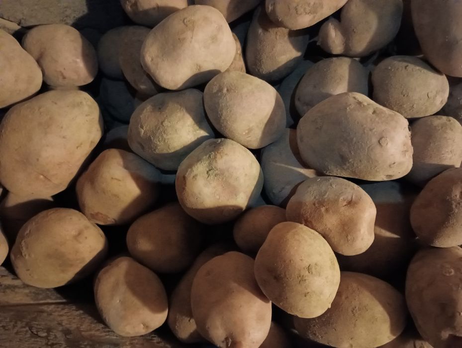 Ziemniaki  bardzo smaczne 25zł/15kg. Odmiany Bellarosa oraz Gala