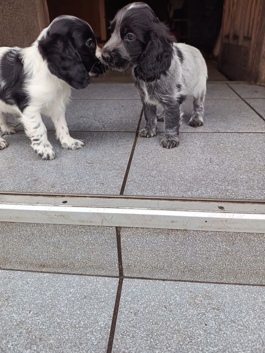 Cocker spaniel angielski piesek
