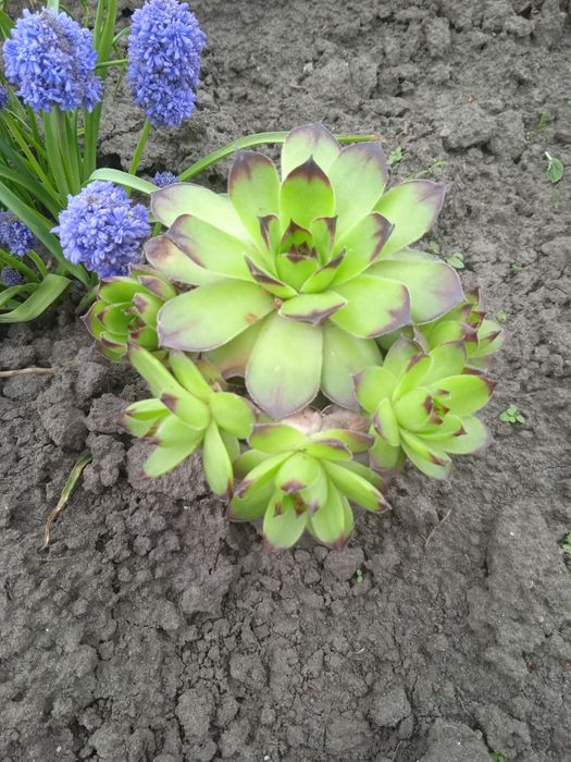 Каменная Роза.Суккулент.Молодило.Очиток.