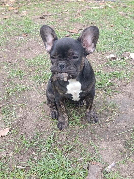 Французская булечка