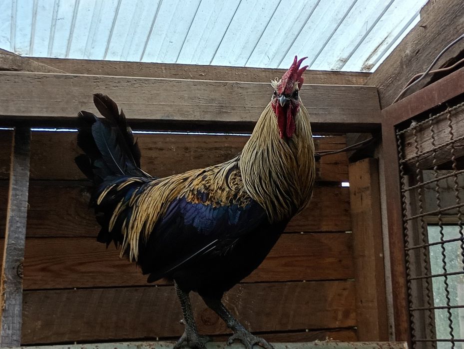 Koguty-sprzedam różne