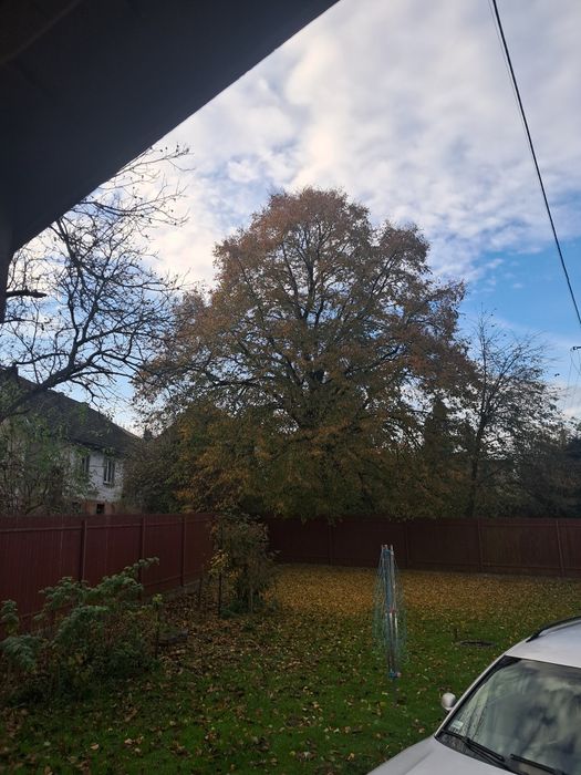 Ścięcie drzew za drzewo