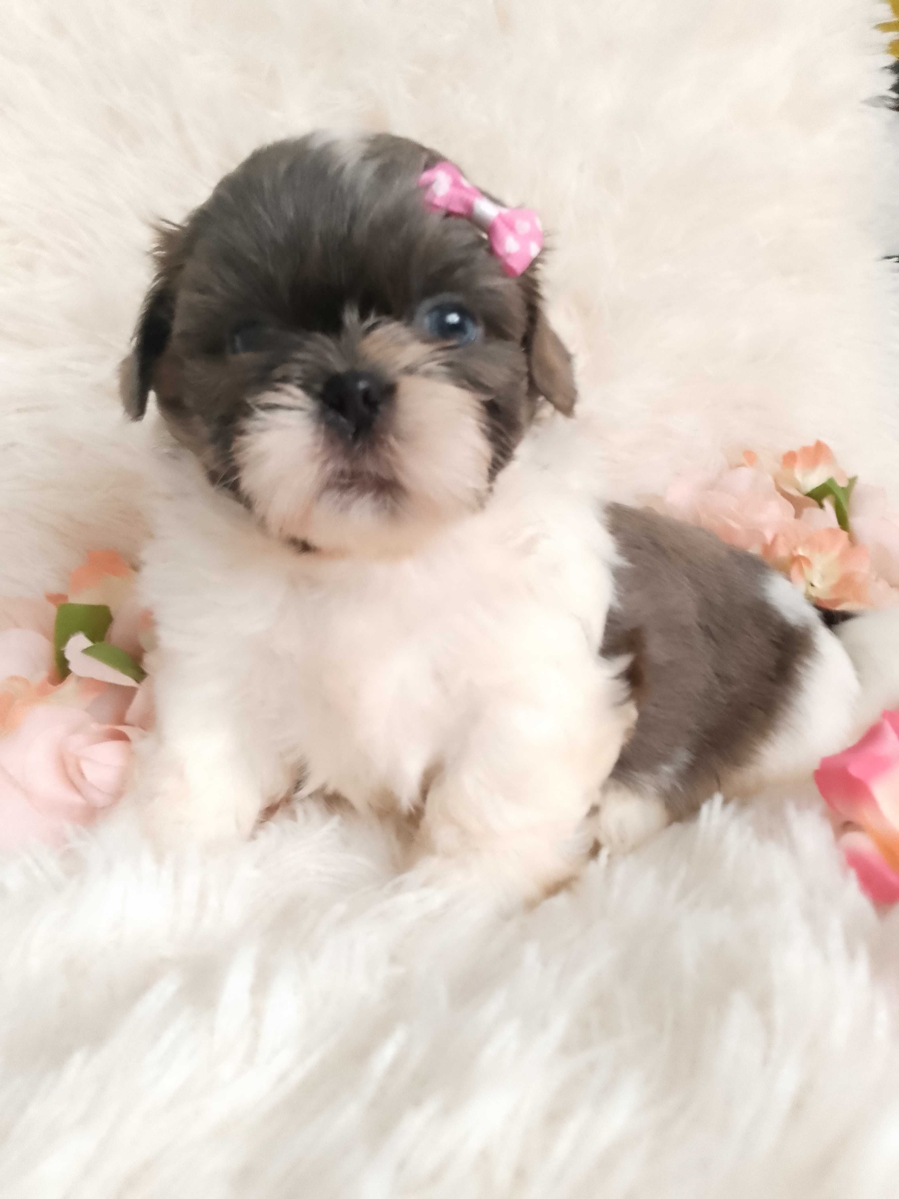 Piękna suczka rasy Shih-Tzu szuka domku
