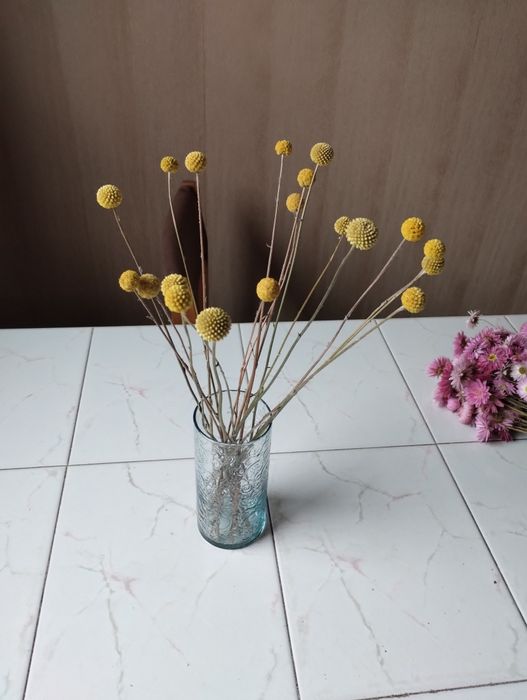 Kraspedia kwiaty Suszki