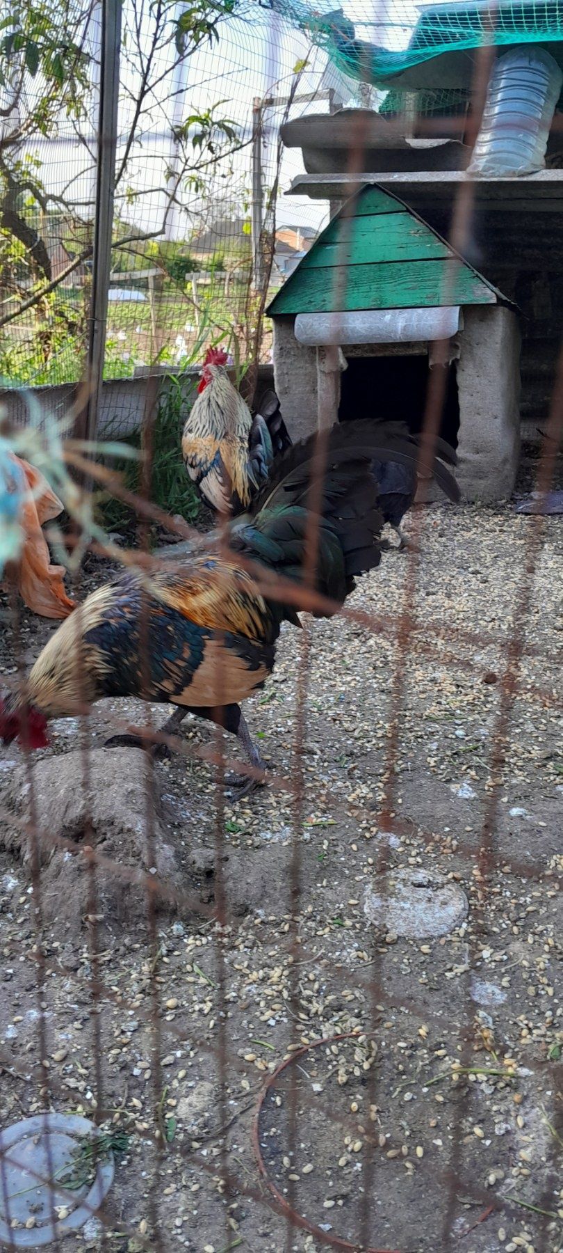 Продам півнів карликової декоративної породи курей.