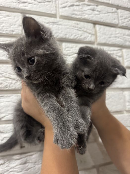 Продам коти британські весловухи