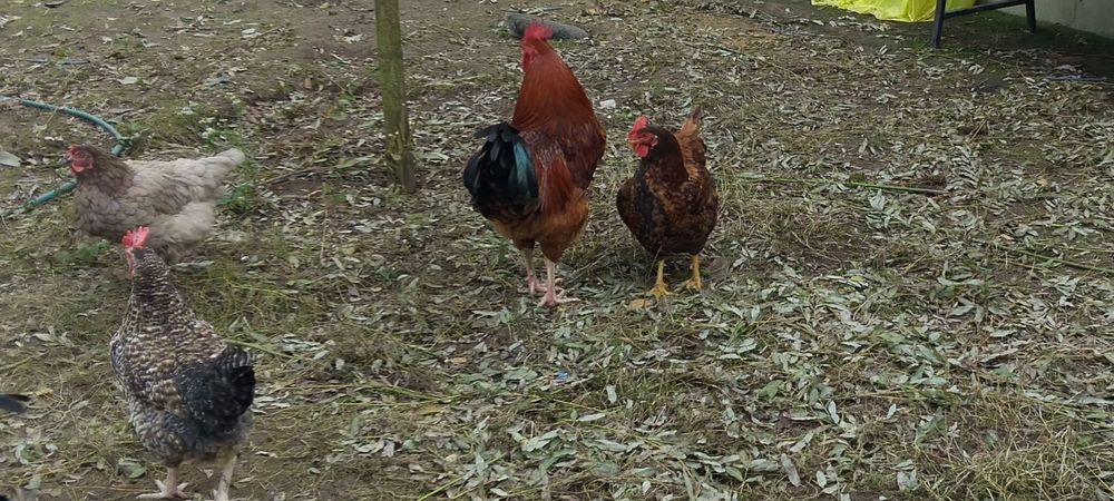Sprzedam tegoroczne koguty w różnym wieku trzy karmazyn raz Amarok