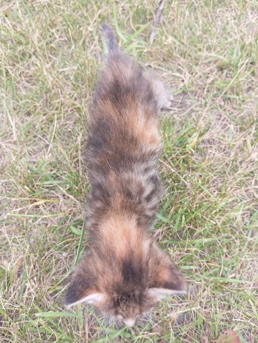 Котенята в добрі руки