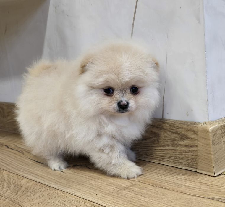 Sunia Szpic miniaturowy pomeranian