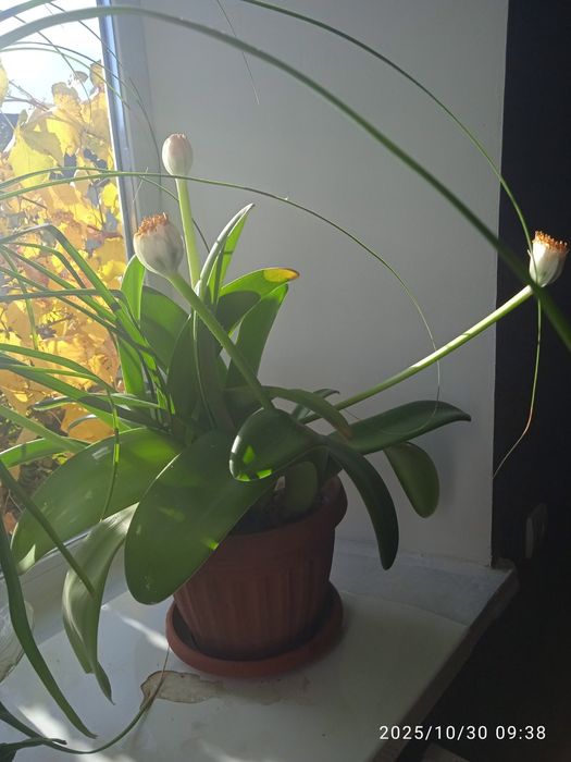 Амариллис гемантус білий (Язик оленя)