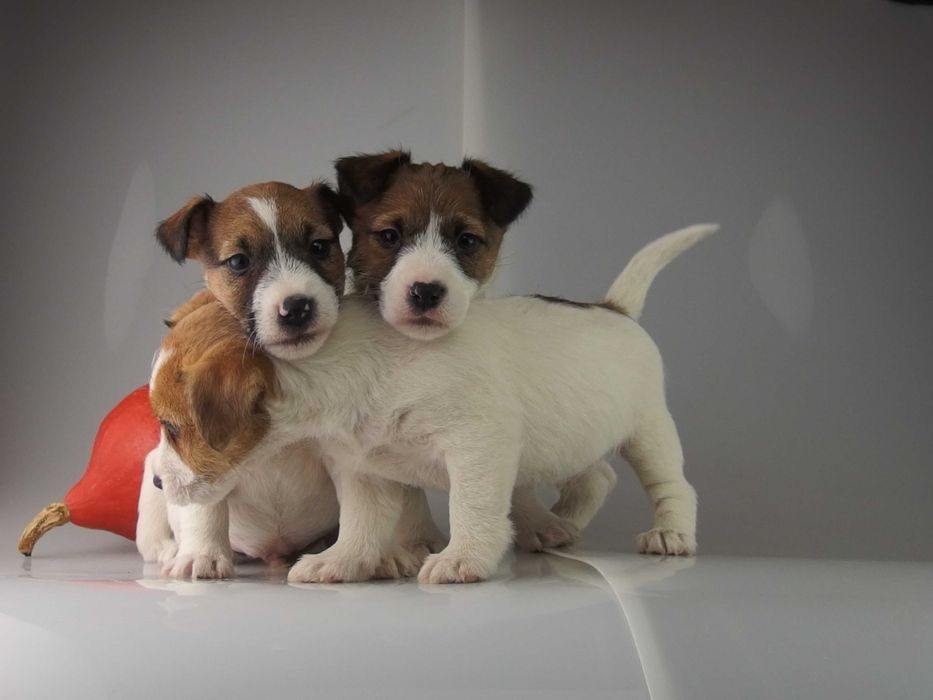 Jack russell  FCI Jakość