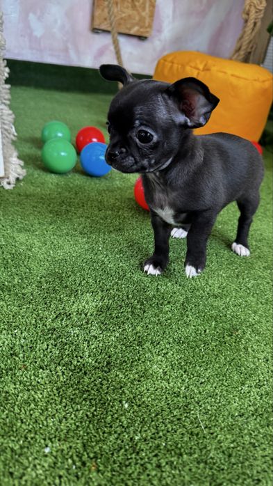 Mini xs chłopiec Chihuahua - gotowy! Canis e Catus FCE