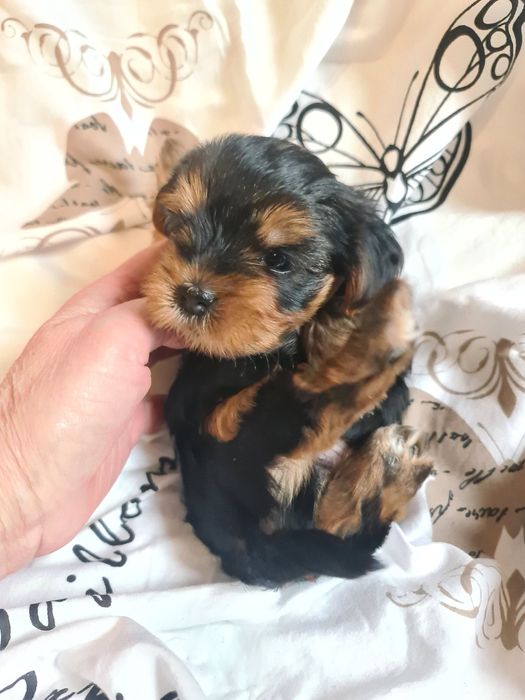 Piesek yorkshire terrier