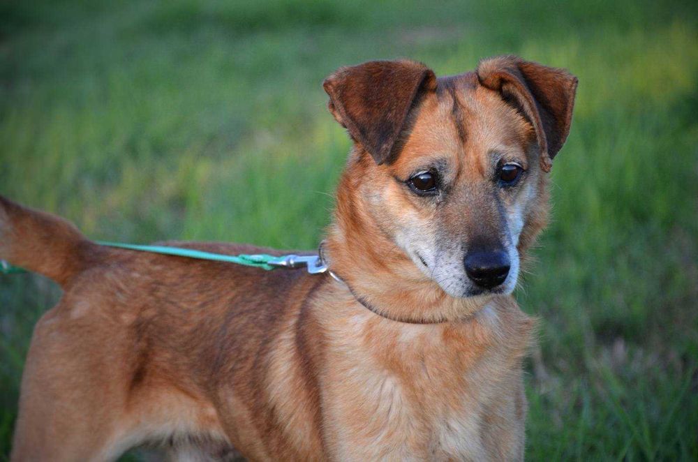 Radosny Czaruś szuka swojego człowieka i przyjaciela na zawsze