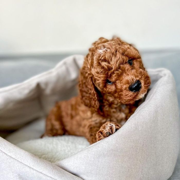 Той-пудель — елегантний малюк вашої мрії