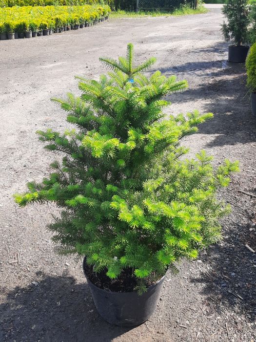 Jodła koreańska,  Kaukazka ,Frazera