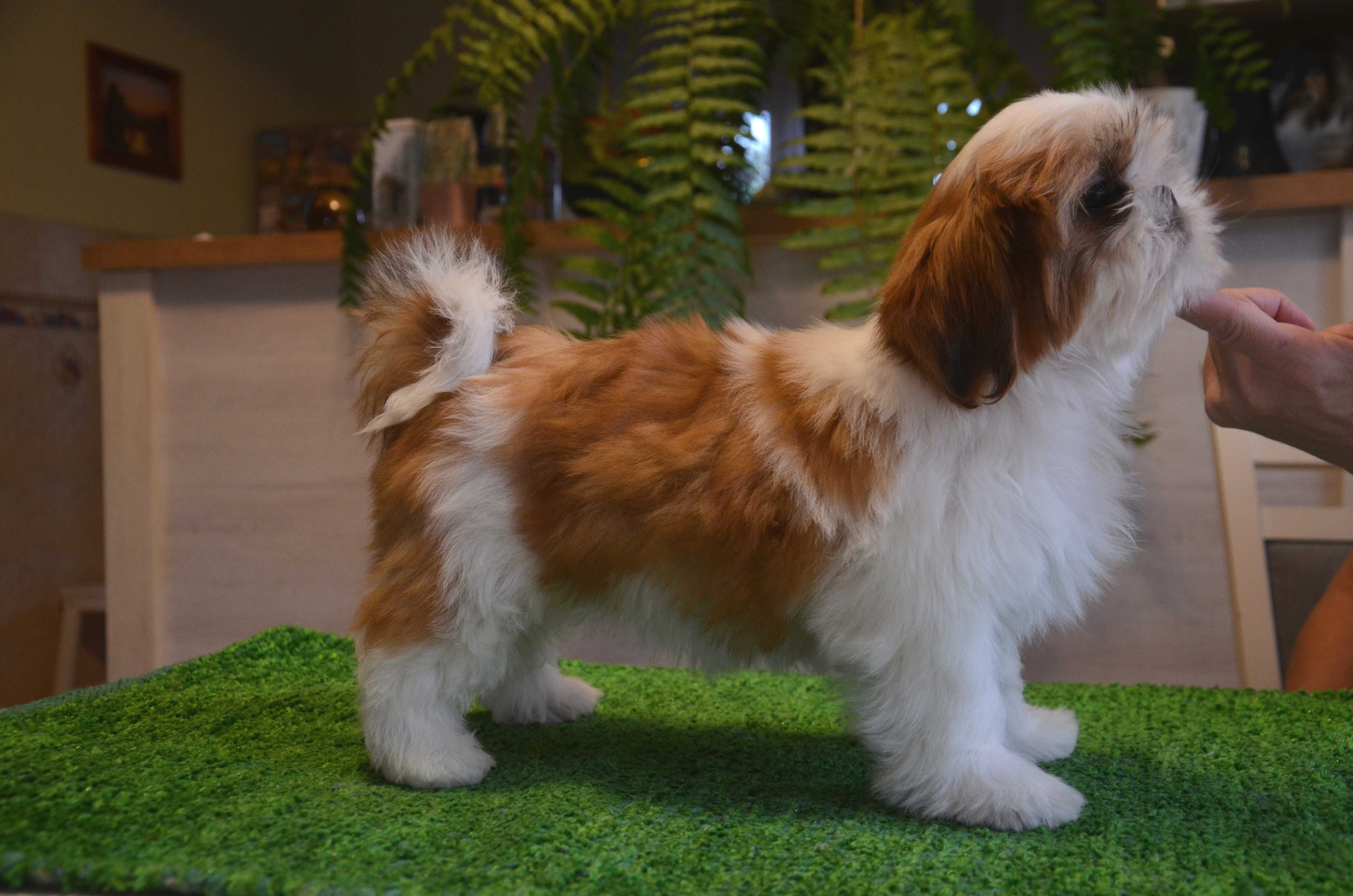 Shih-Tzu śliczna suczka z rodowodem ZKwP /FCI