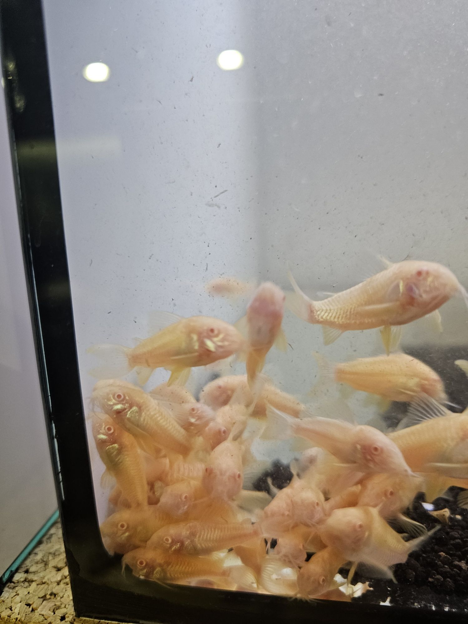 11 Corydoras albinas disponíveis