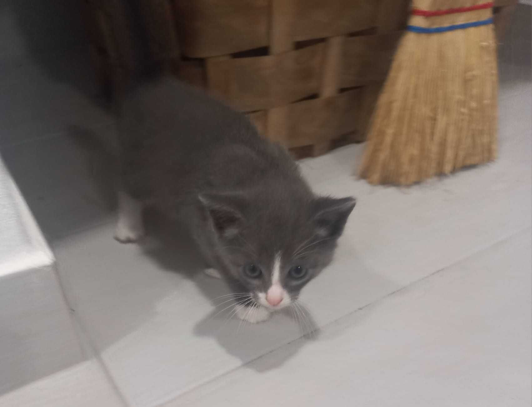 Gatos para Doação Responsável