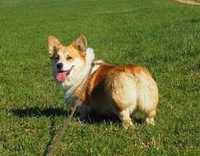 Suczka Welsh Corgi Pembroke Natural Bobtail rudo- złota