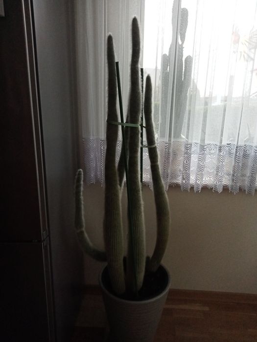 Sprzedam wieloletnie zdrowe zadbane kaktusy