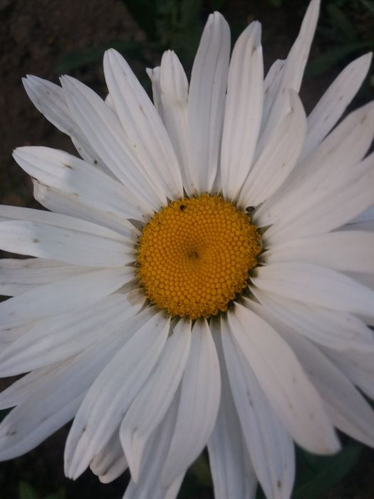 Саджанці королівської ромашки