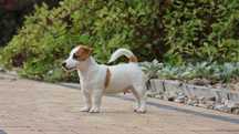 PIESEK Jack Russell Terrier ZKwP FCI  /badania genetyczne