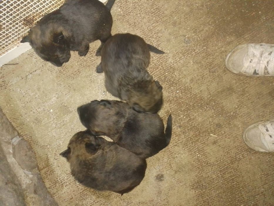 Щенки Малинуа Бельгийская овчарка