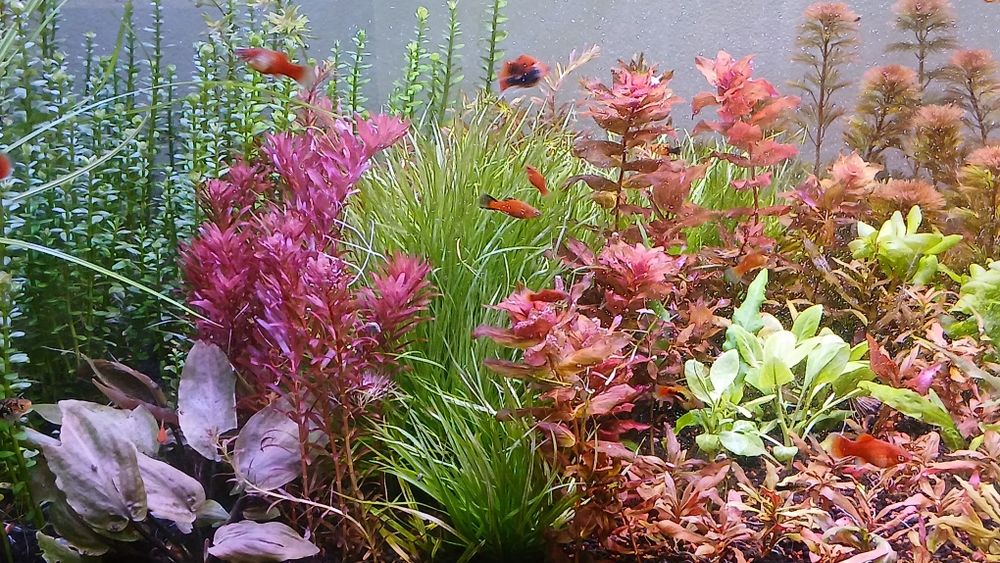 Super Pack de plantas