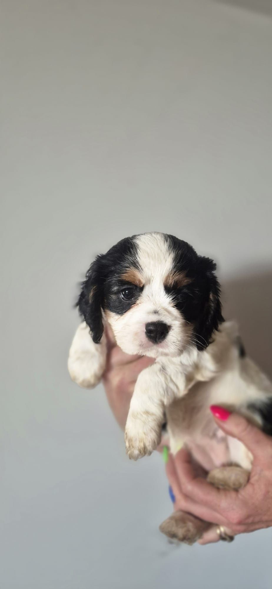 Cavalier king charles spaniel suczka