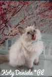 Ragdoll kotka FPL felinoterapia FIFE