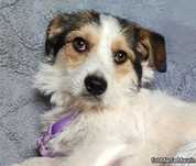 Śliczna 7 miesięczna suczka do adopcji