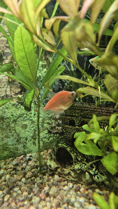 Rybka Tetra 4 kolory