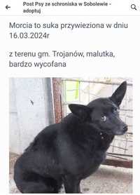 Suczka pies mała spokojna młoda szuka domu adopcja Kundelek pilne!