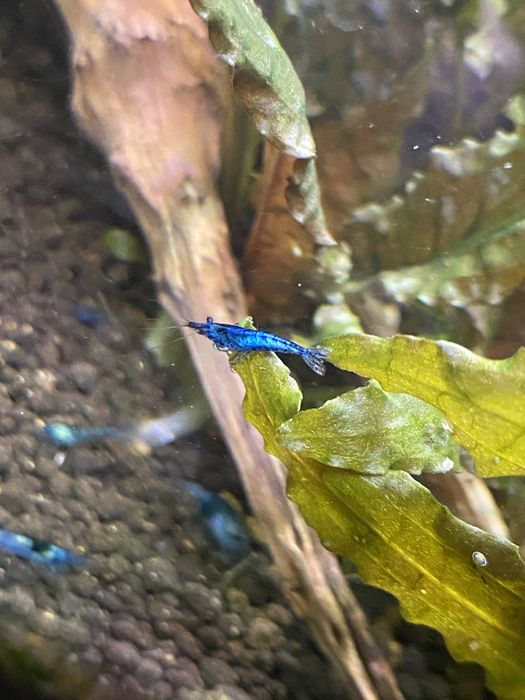 Camarões Blue dream