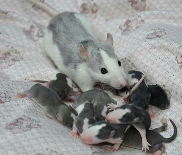 Щурики породи Хаскі.