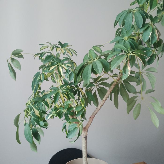 Kwiat szeflera 110 cm