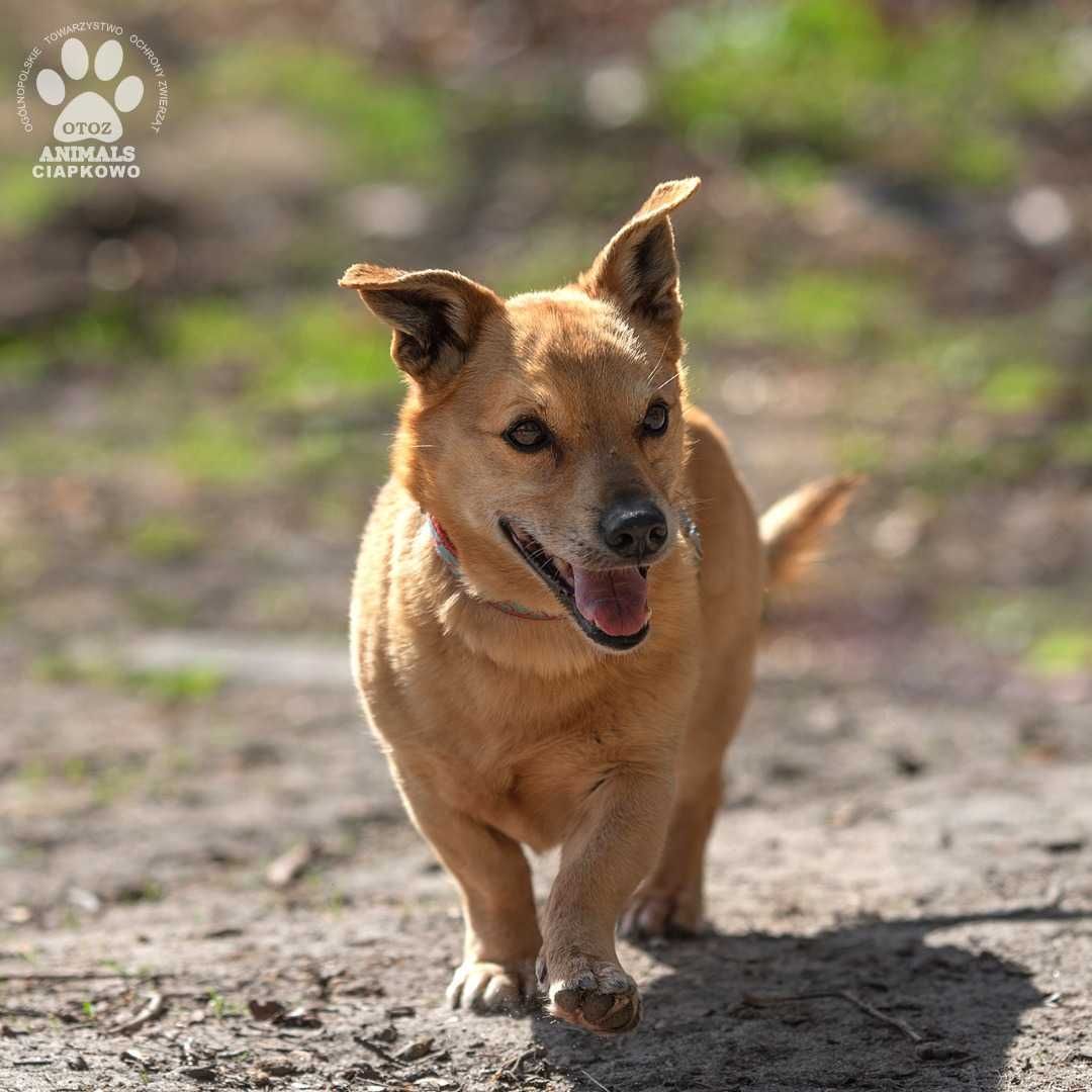 Złoty - senior szuka domu na jesień życia. OTOZ Animals Ciapkowo