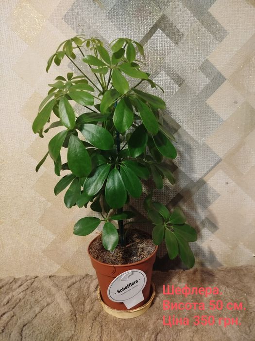 Драцена.Кротони маммі.Фіалка.Стреліция Регіна.Замік Равен.Спатік даймо