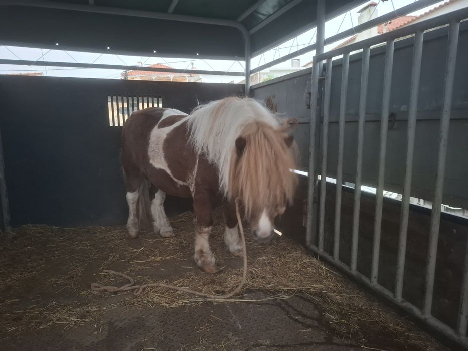 Lindo pónei shetland