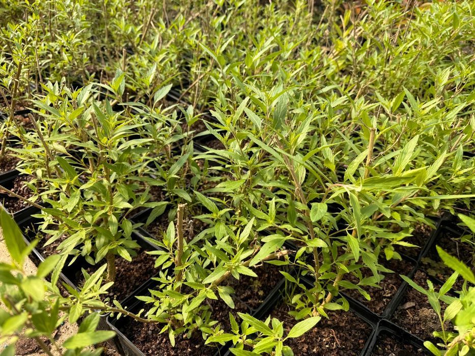 Barbula klandońska 'Dark Knight' (Caryopteris) Doniczka 2.0L