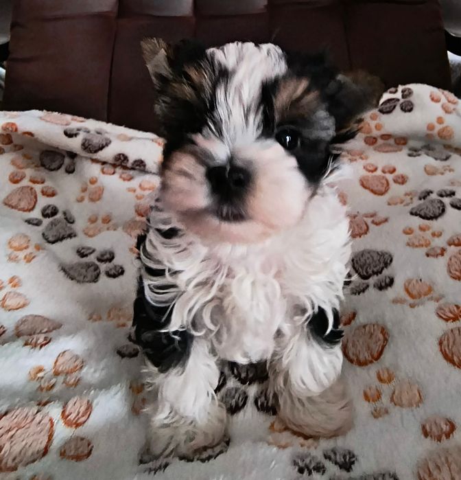 Śliczny malutki piesek Yorkshire Terrier Biewer Tricolor